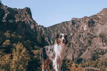 Dog Friendly Hiking Trails In Montrose Co Bringfido