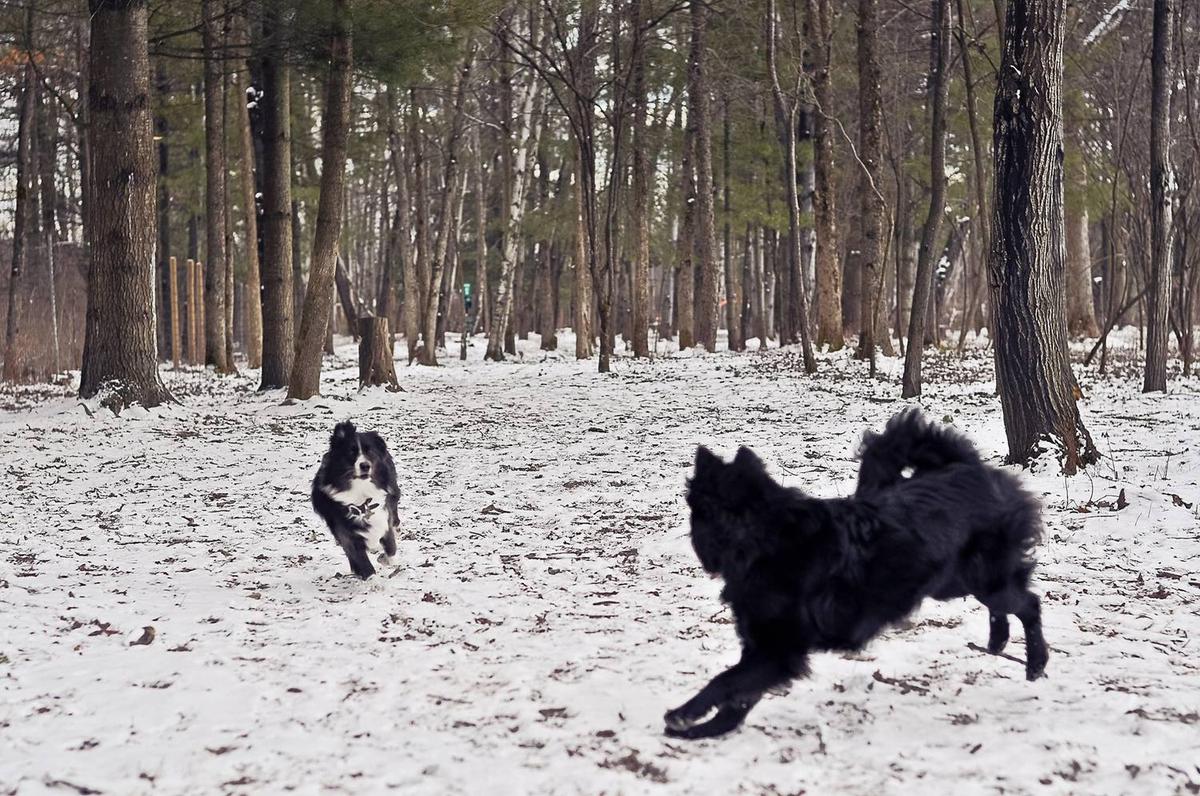 Potsdam Community Dog Park