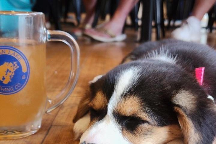Pet Friendly Indian Lake Brewing Company