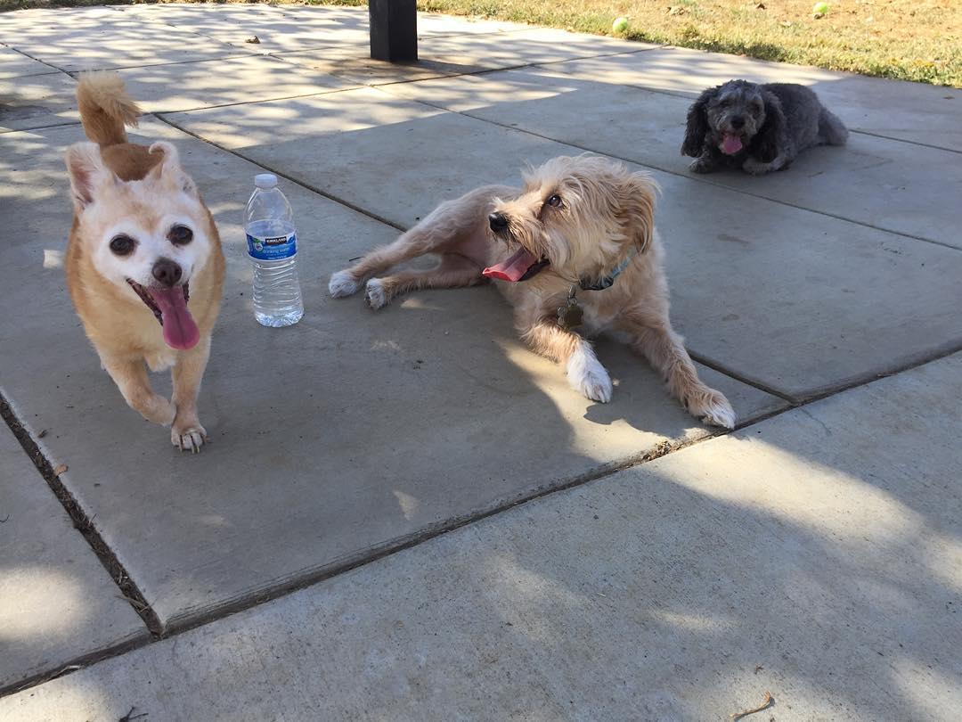 Dog Friendly Activities in Woodland CA BringFido