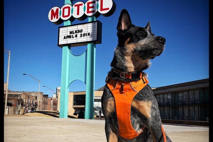 Pet Friendly National Civil Rights Museum at the Lorraine Motel