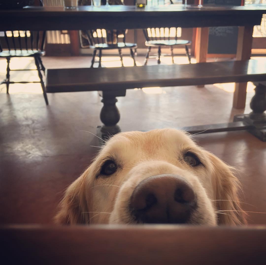 Pet Friendly Casque Wines
