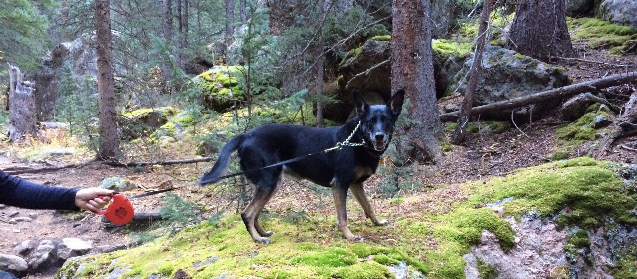 Picture of Three Mile Creek Trail, a dog friendly attraction in Bailey. Picture of Three Mile Creek Trail, a dog friendly attraction in Bailey.