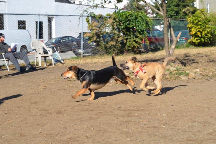 Pet Friendly Roxborough Dog Park