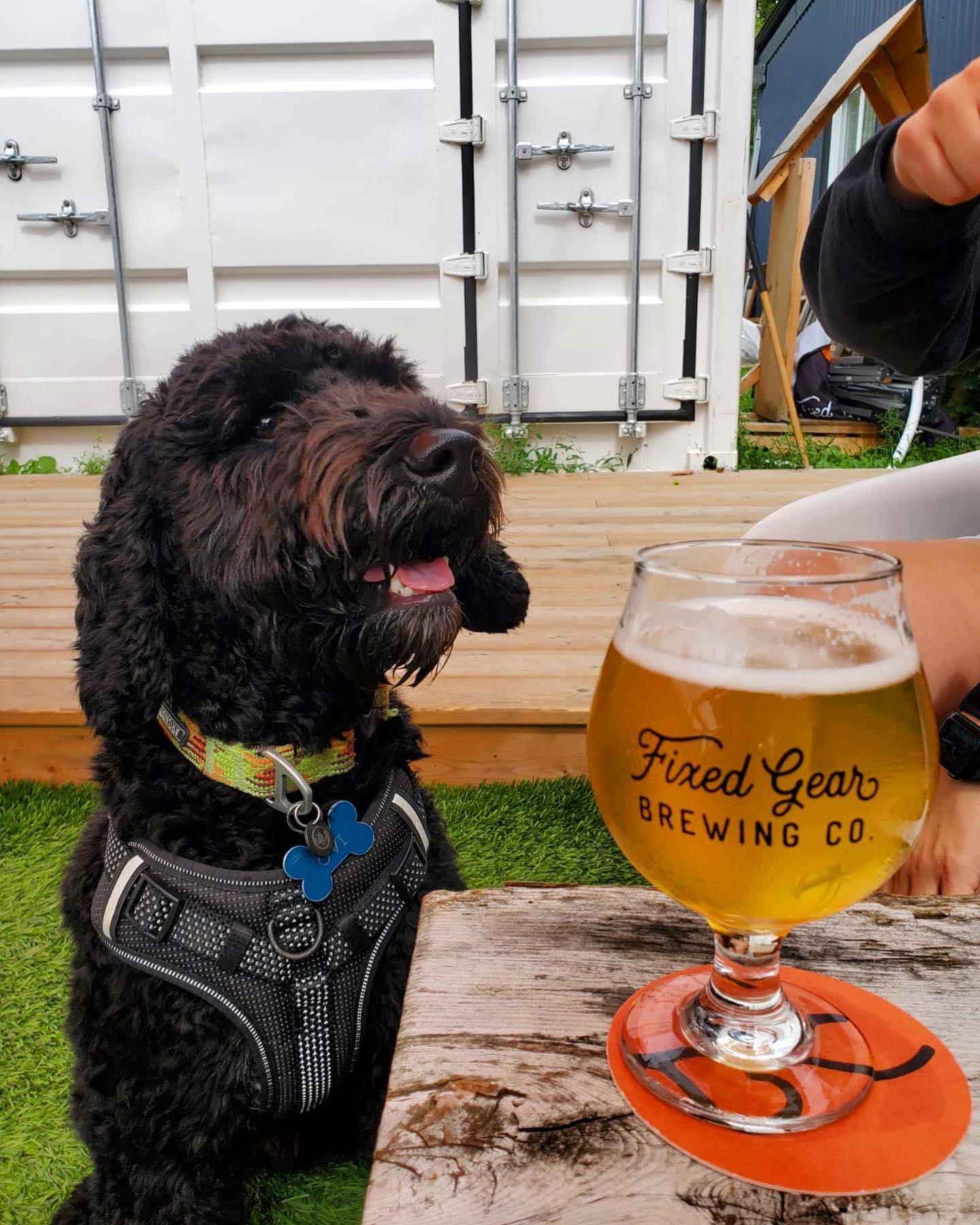 Pet Friendly Fixed Gear Brewing Co. Tasting Room