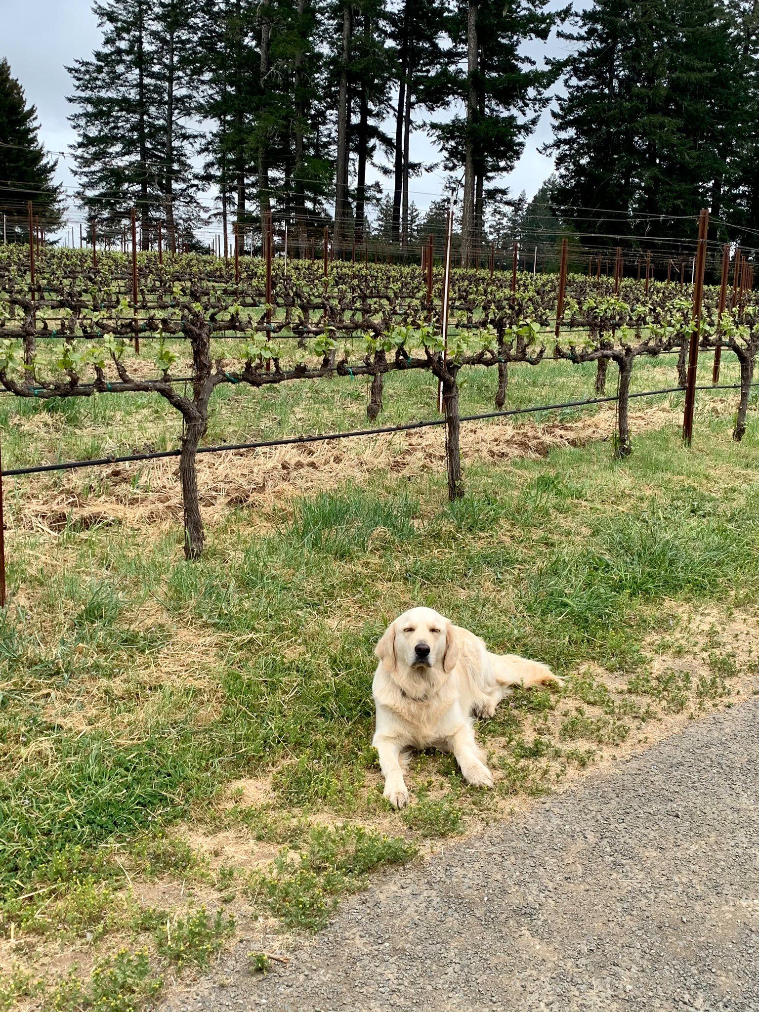Pet Friendly Toulouse Vineyards & Winery