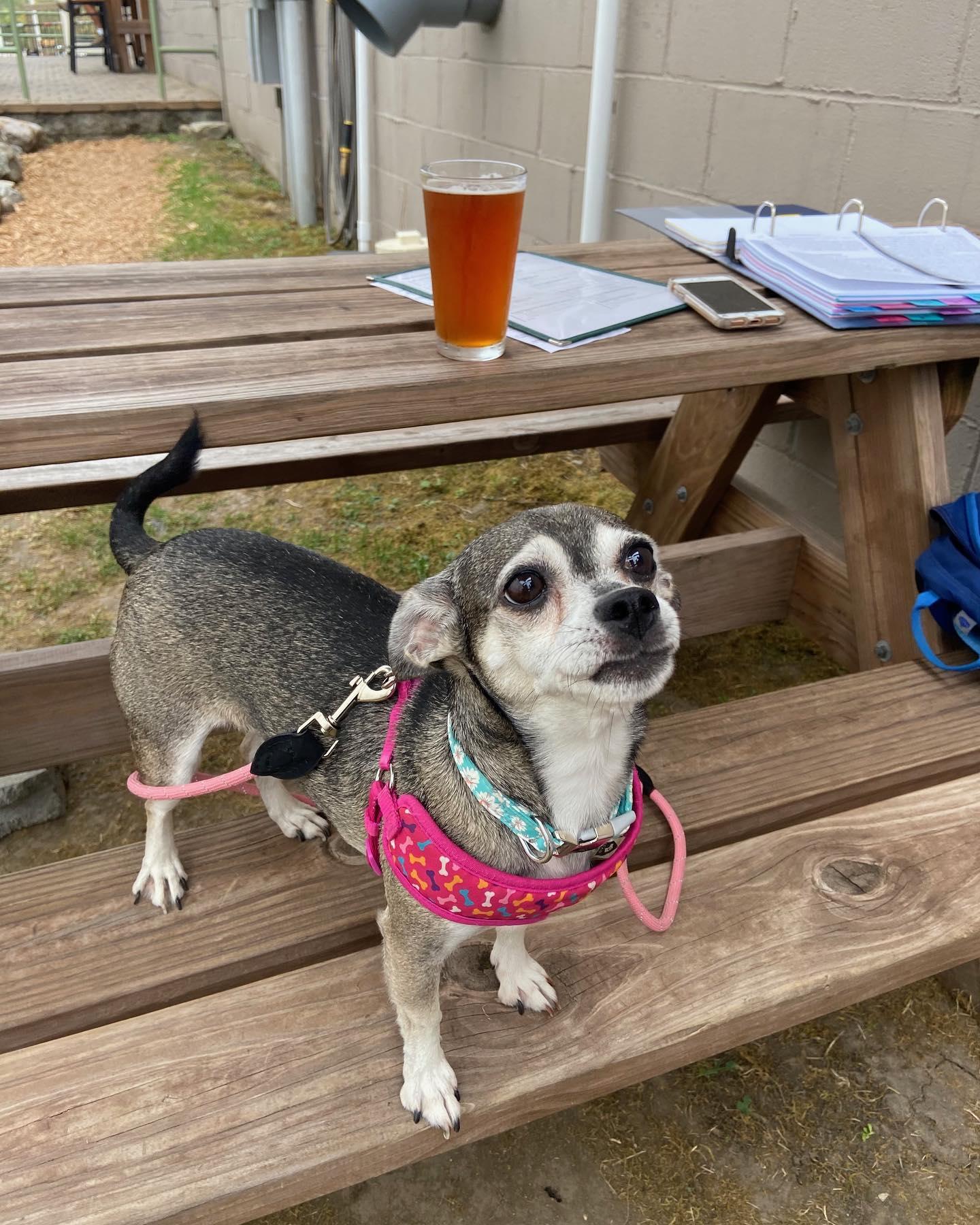 Pet Friendly People's Brewing Company