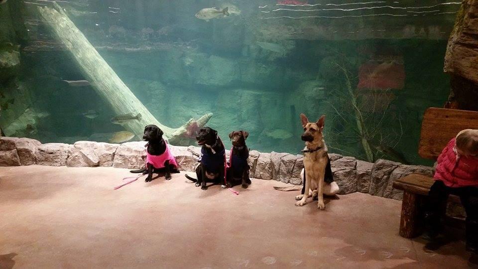 does bass pro shop allow dogs in the store