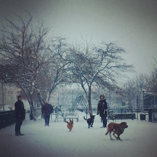 love on a leash long island