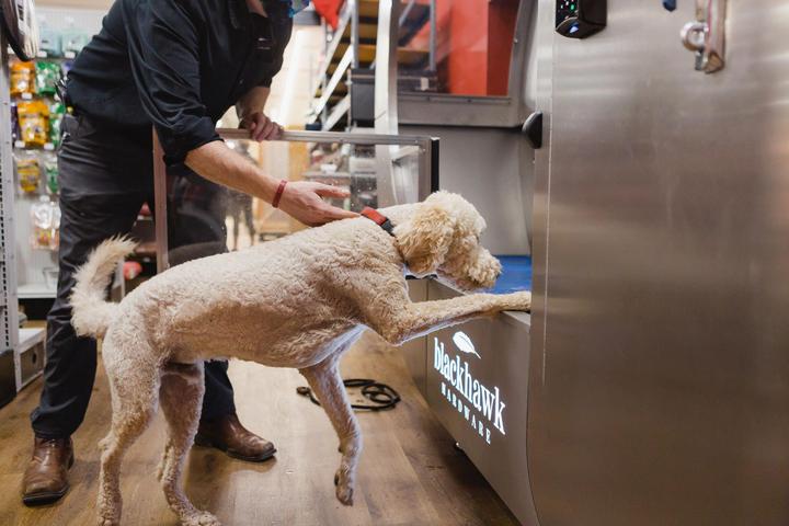 Are Dogs Allowed in Michaels?