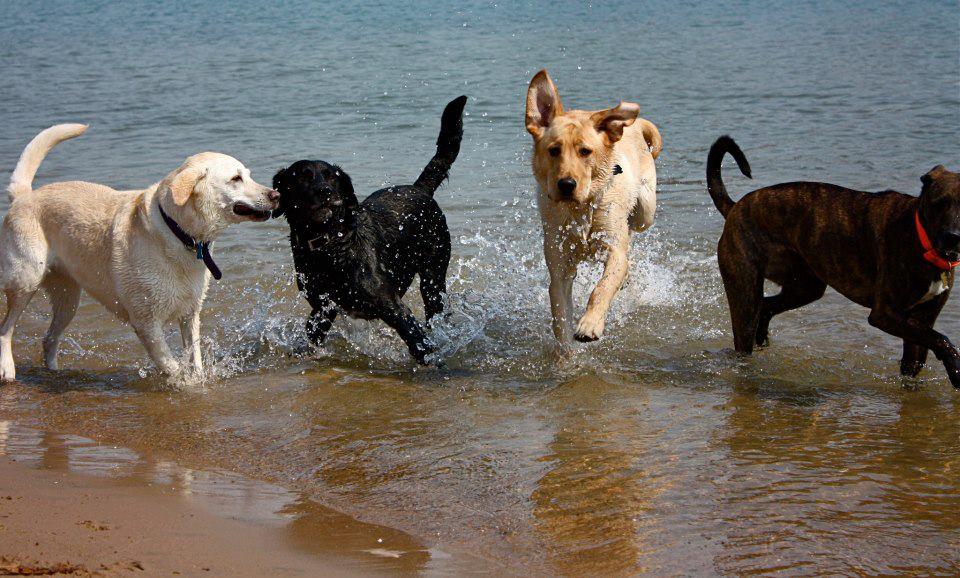 Pet Friendly Dog Beach at Davis Islands