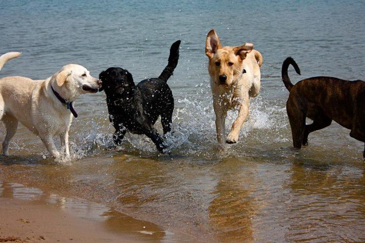 Pet Friendly Dog Beach at Davis Islands
