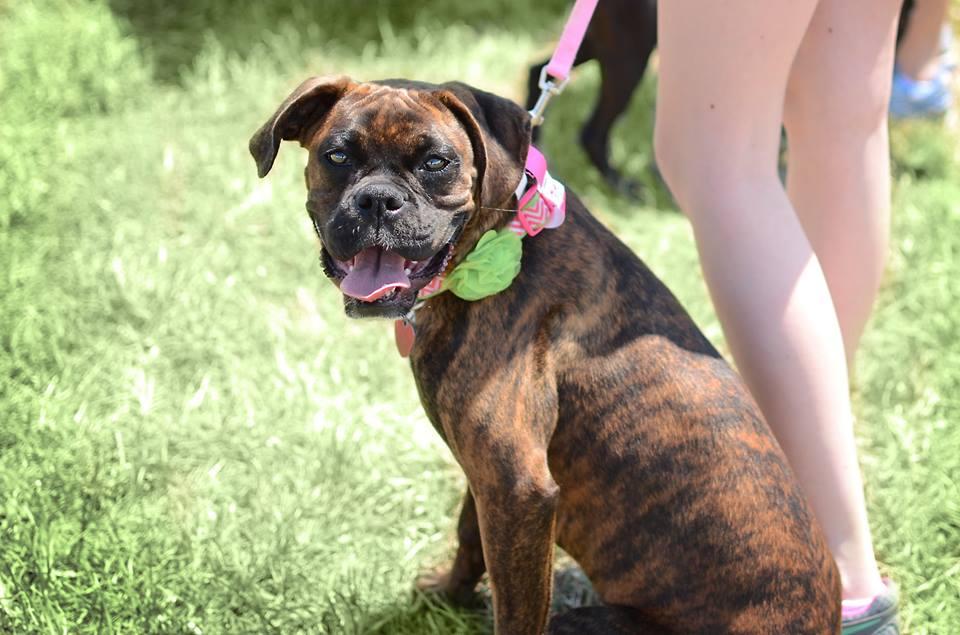 bark collar city farmers