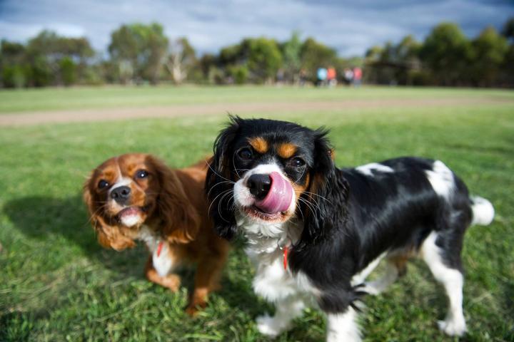 Pet Friendly Adelaide Park Lands