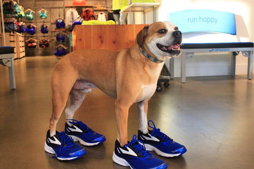 Brooks shoes clearance seattle