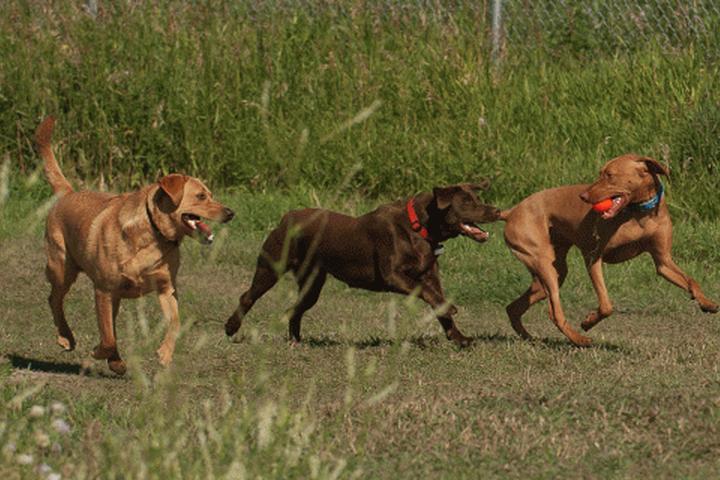 Pet Friendly Okotoks Dog Park Off-Leash Area
