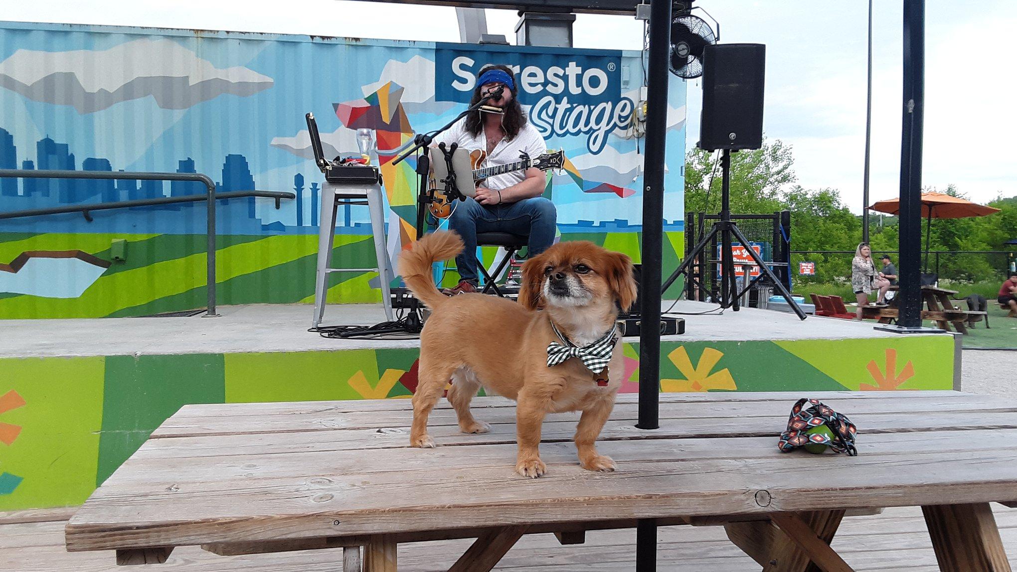 Bar K Dog Bar  Kansas City on Instagram: It's that time of year again!  Can't wait to see all the pups in their favorite team's jersey today. Bar K  is the