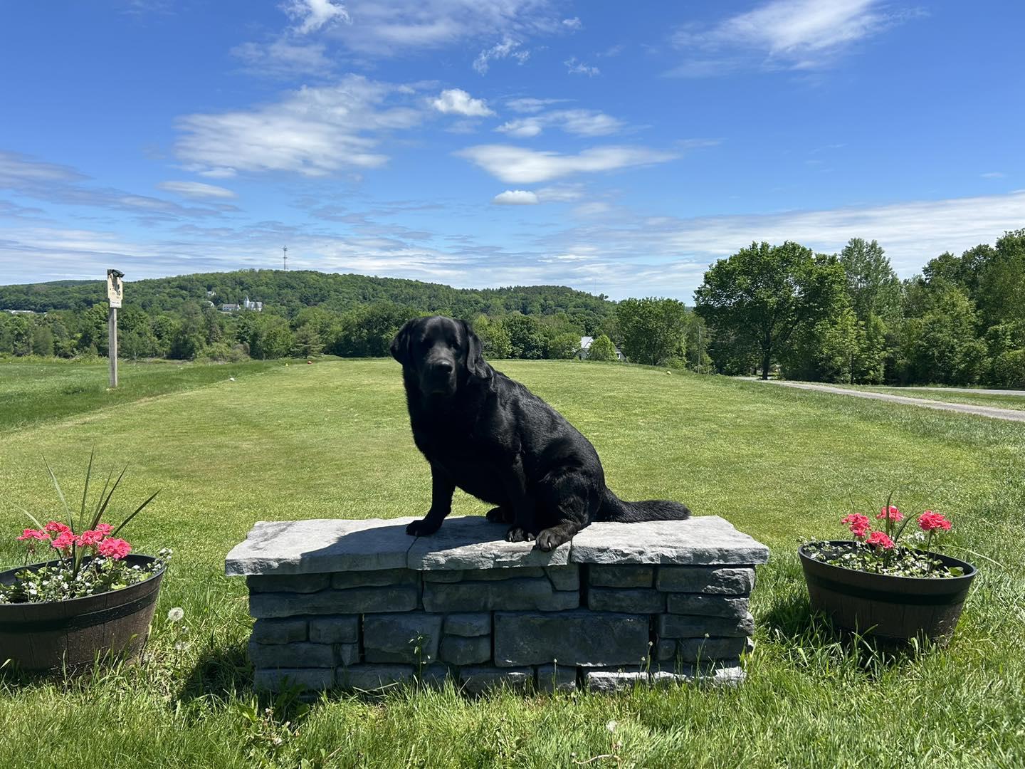 Pet Friendly Dexter Municipal Golf Course