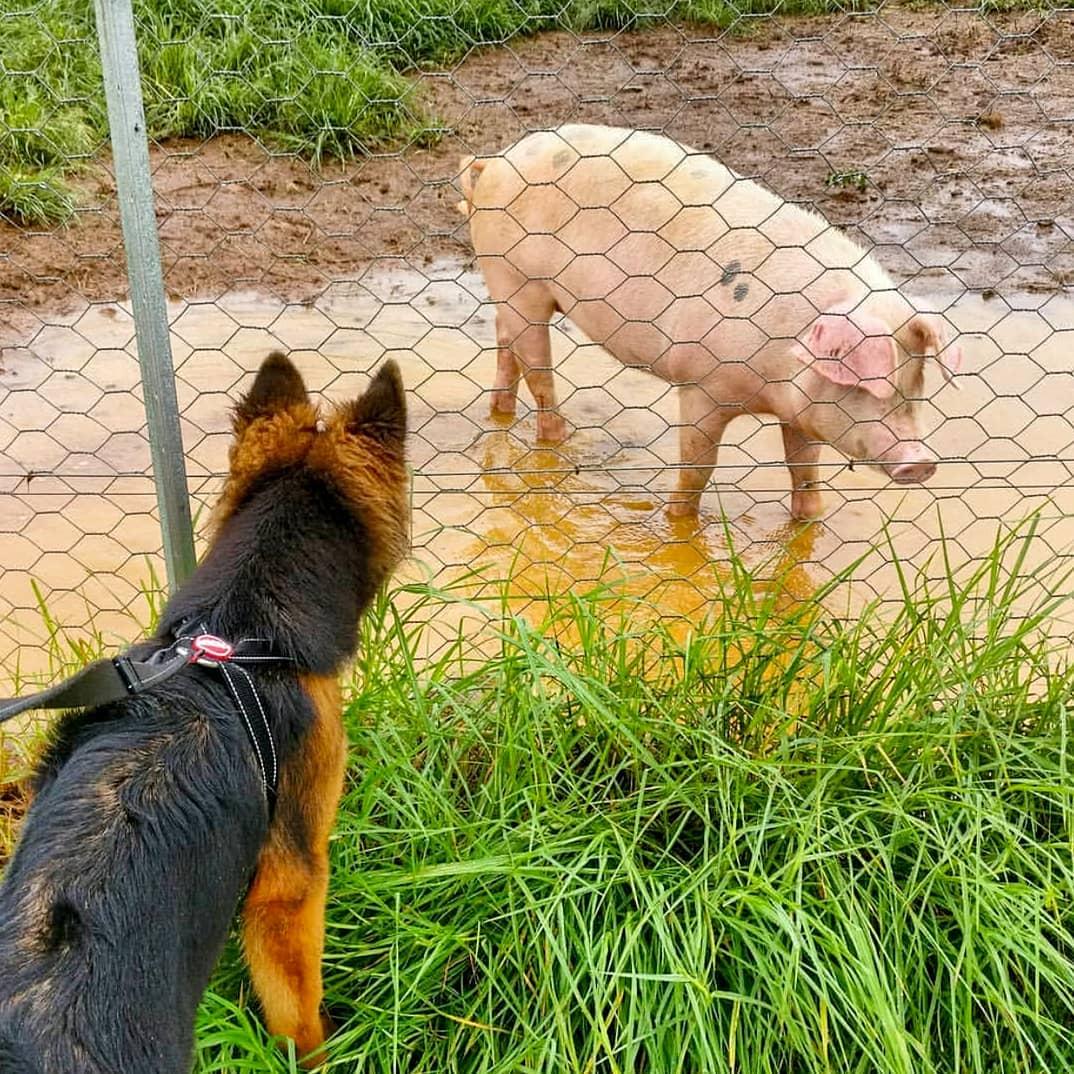 The Farm At Byron Bay