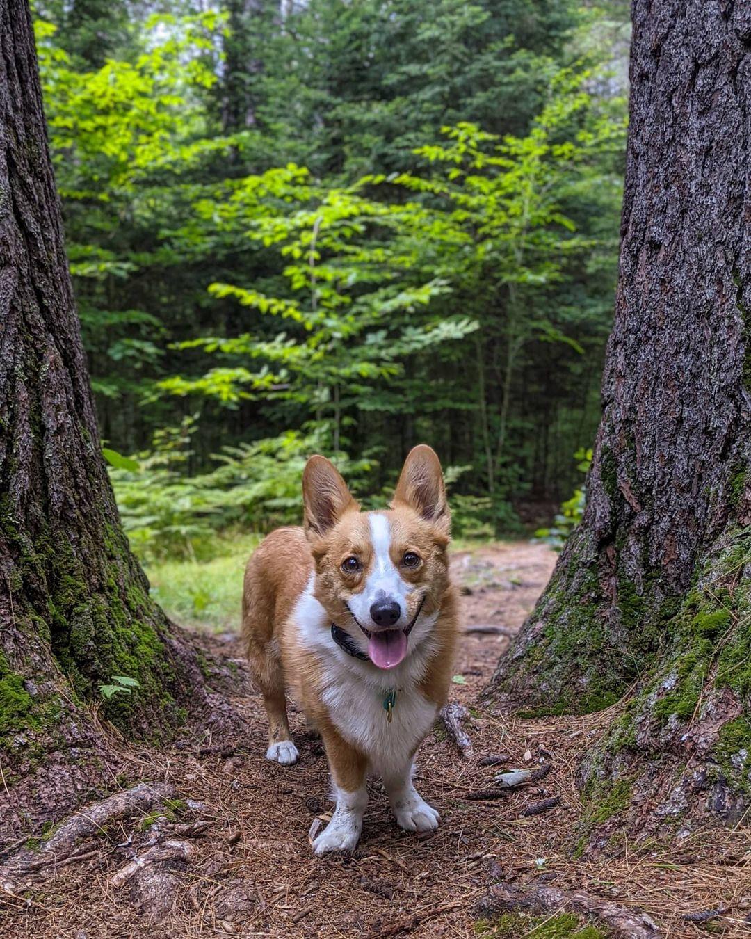 are dogs allowed at hartwick pines