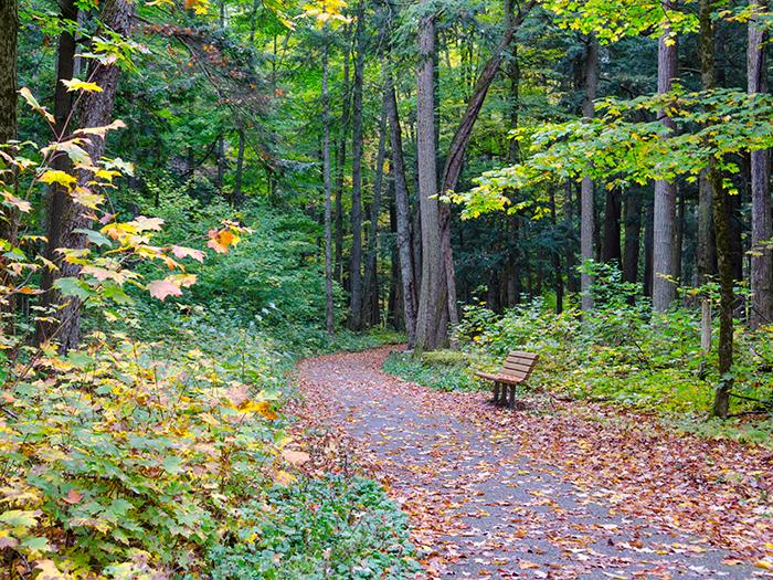 are dogs allowed at hartwick pines