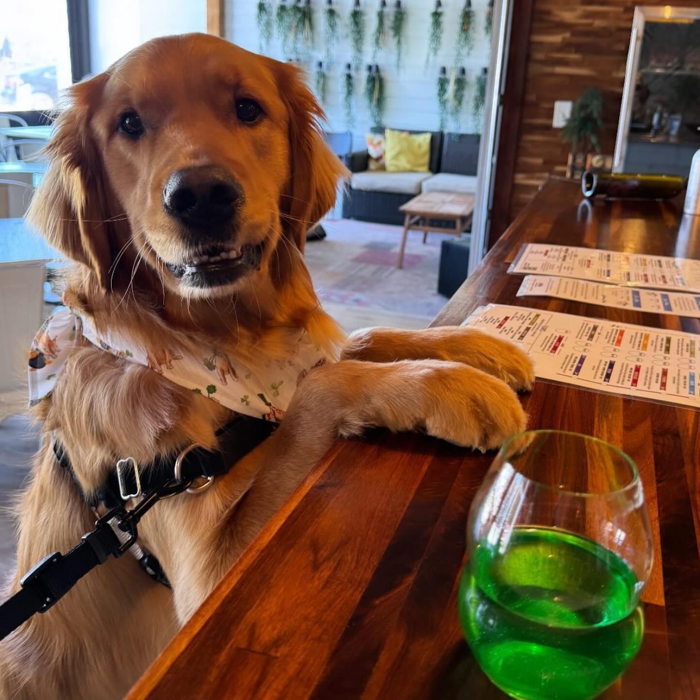 Pet Friendly Peace Water Winery Downtown Indy