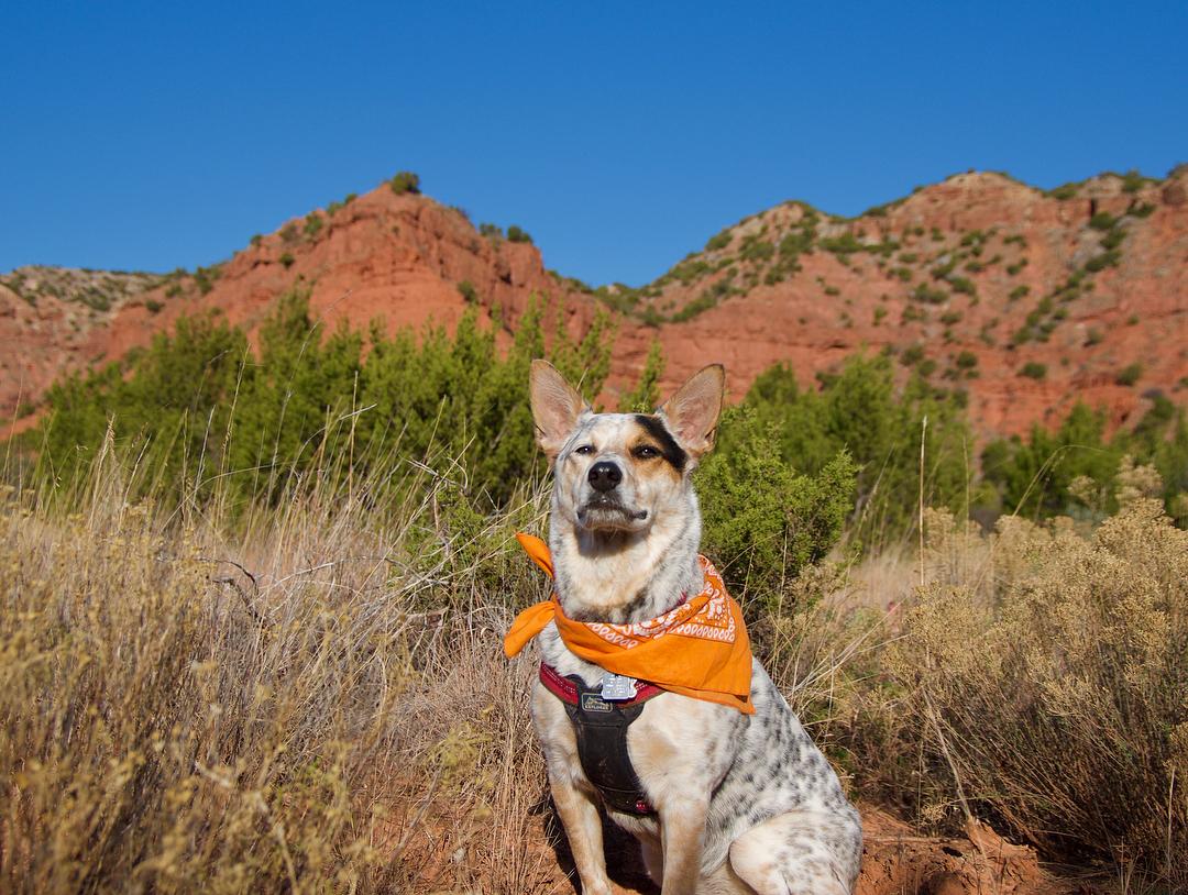 are dogs allowed at caprock canyon state park