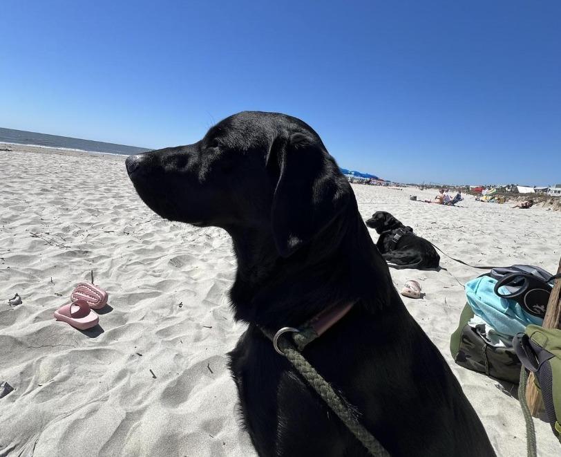 Pet Friendly Isle of Palms Beaches