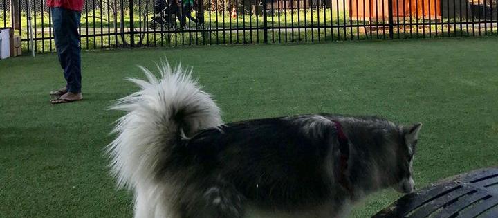 A photo of Newport Dog Run in Jersey City. A photo of Newport Dog Run in Jersey City.