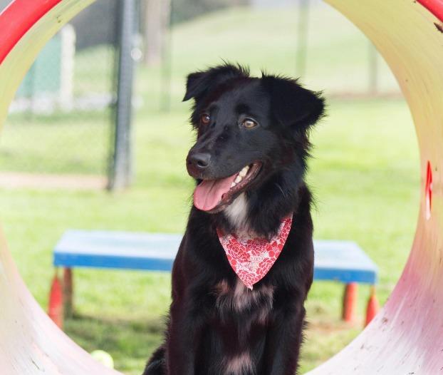 Pet Friendly Will May Dog Park at Sokol Park South