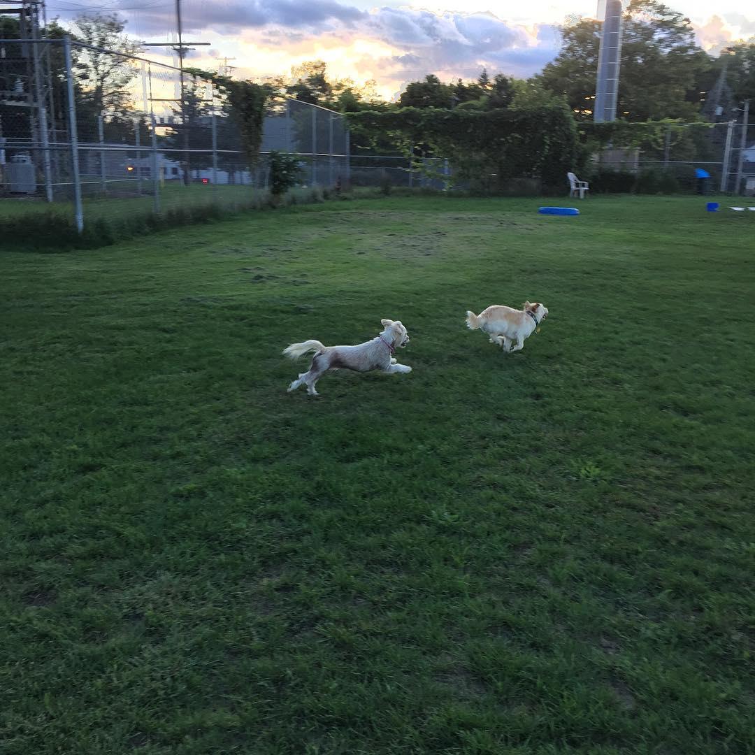 dog park grand rapids dog park grand rapids
