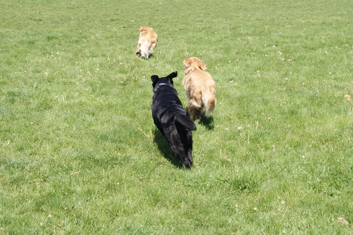 Dog Friendly Activities In Ferndale Wa Bringfido