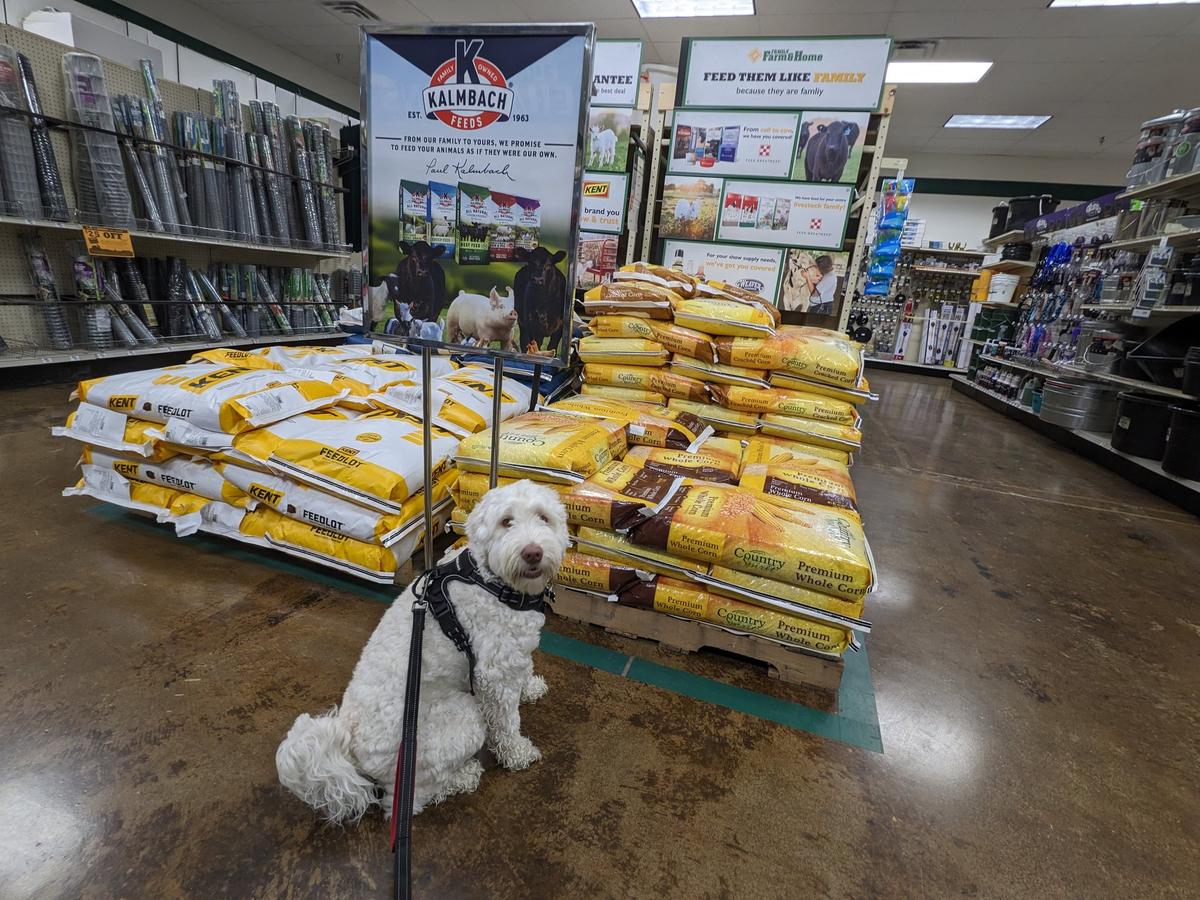 Dog friendly grocery clearance stores