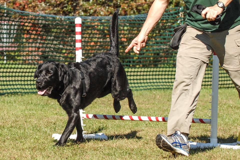 Dogwood agility cheap