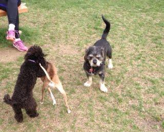 Off Leash Dog Parks In Bedford Ny Bringfido