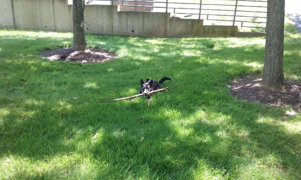 Other Dog Activities In Maryland Bringfido