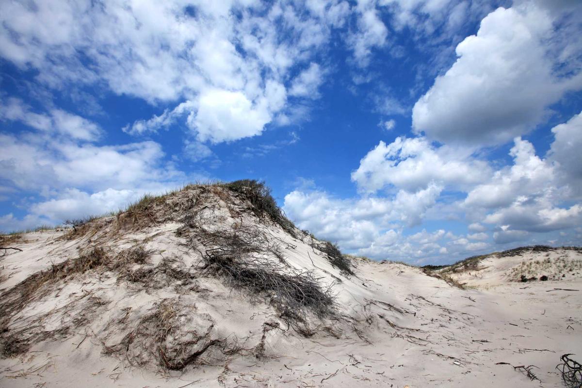 Otis Pike At Fire Island Trail