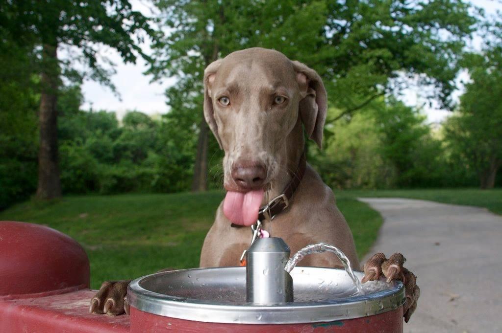 Dog Friendly Activities In Nashville Tn Bringfido