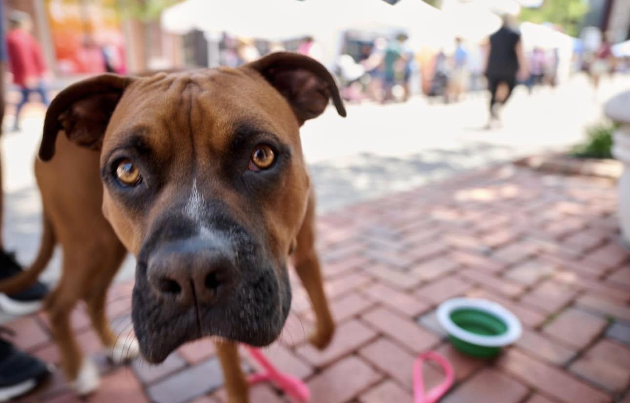 Pet Friendly Legacy Live Summer Concert Series