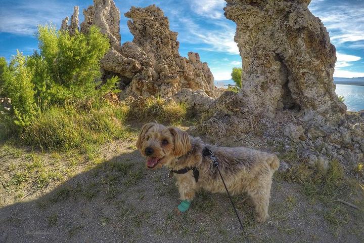 Pet Friendly Mono Lake Tufa State Natural Reserve