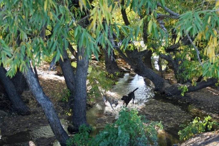 Pet Friendly Cherry Creek State Park Dog Off-Leash Area (DOLA)