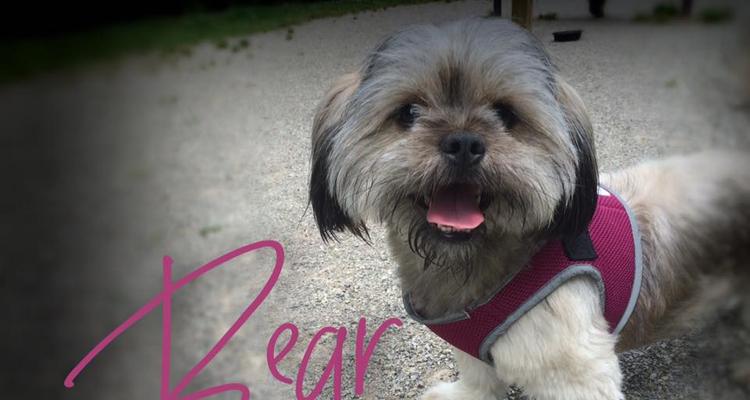 Tommy Shumpert Park At Petsafe Village