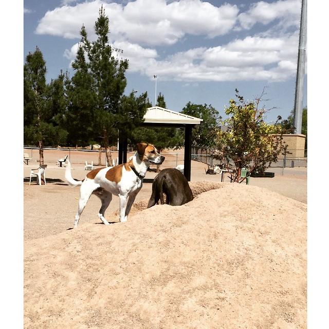 Pet Friendly Las Cruces Dog Park