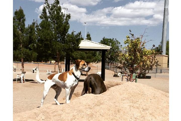 Pet Friendly Las Cruces Dog Park