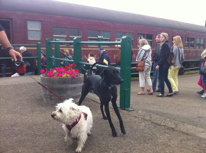 are dogs allowed on the skunk train