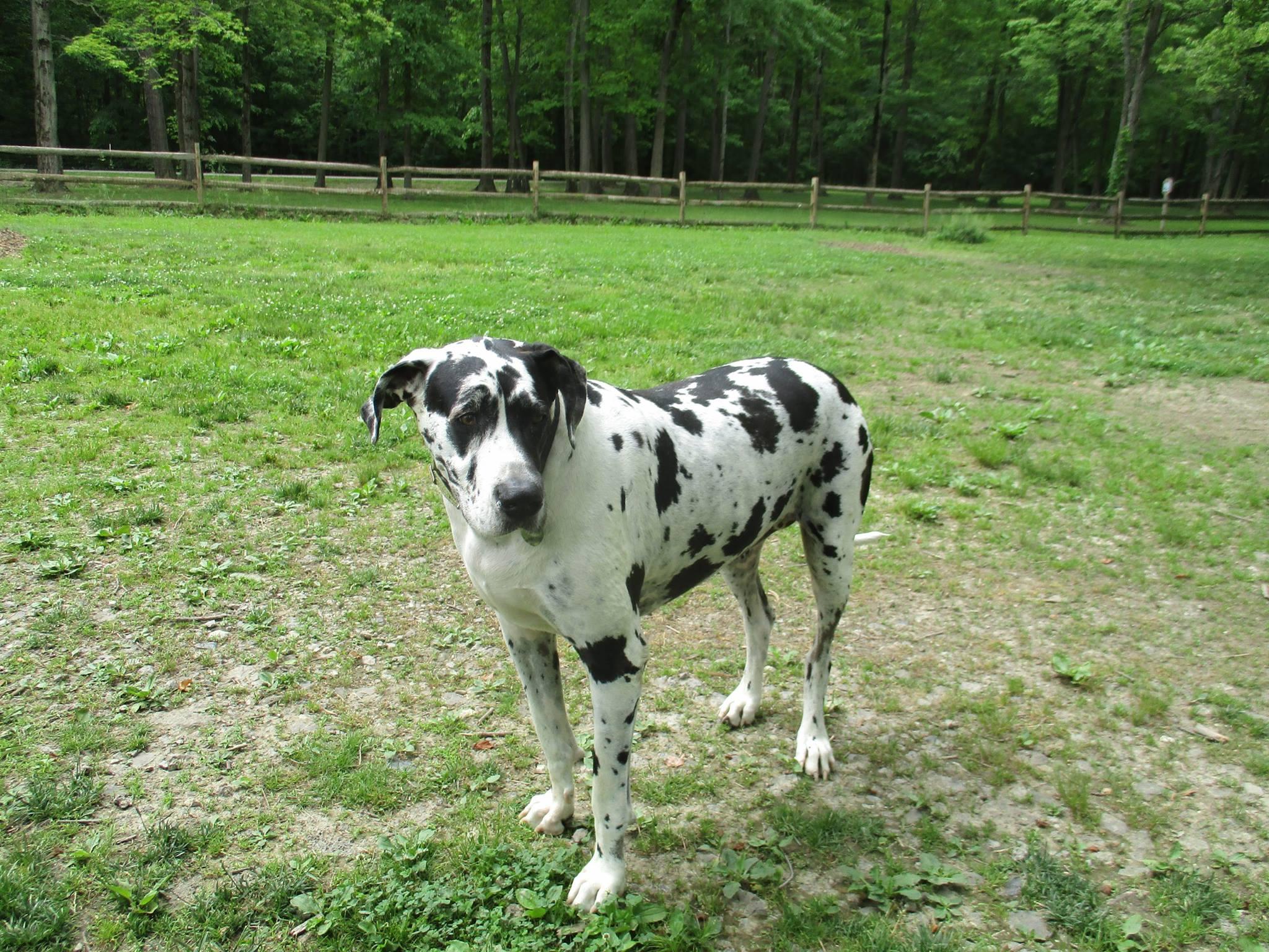 are dogs allowed at amicalola falls