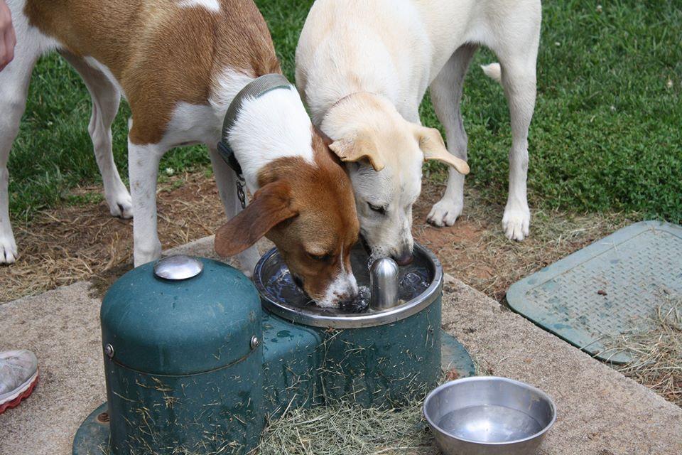 Off Leash Dog Parks in Bristol TN BringFido