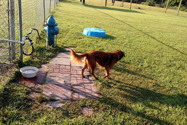 Pet Friendly Apalachicola Dog Park