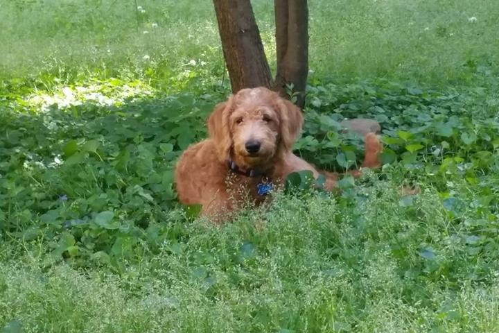 Dog Friendly Activities In Alabama Bringfido