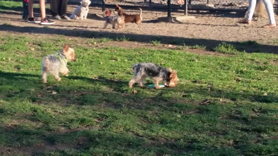 Pet Friendly David R. Gafin Dog Park